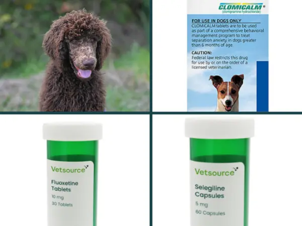 Illustration of Administering Tylenol And Prozac To Dogs With Anxiety